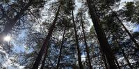 2 500 000 р. Сысерть - Агентство недвижимости Сысертская Усадьба, Сысерть