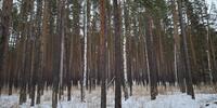 240 000 р. Каменка - Агентство недвижимости Сысертская Усадьба, Сысерть